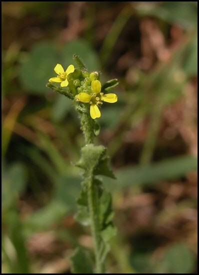 Bunias erucago, Sisymbrium officinale e Trifolium campestre